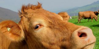 Øko-bonde kan få fengselstraff for salg av upasteurisert melk
