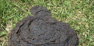 Fosforgevinst: Kumøkk fra Vestlandet gjør nytte på Østlandet