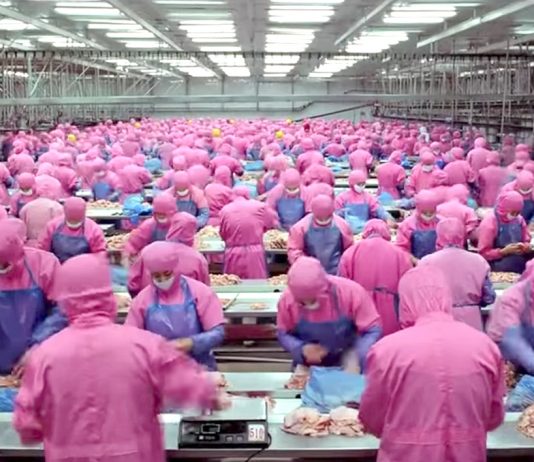 di Caprio: “Dette er videoen framtidige generasjoner vil ønske at alle i vår tid hadde sett”