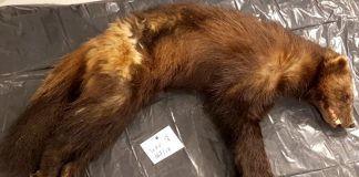 72 jerver er skutt, MD vurderer om det skal skytes flere