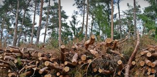Skogen har råvaren som kan hjelpe oss mot plastmarerittet