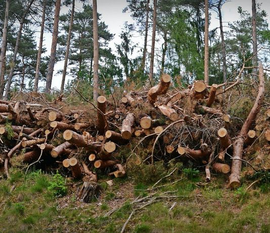 Skogen har råvaren som kan hjelpe oss mot plastmarerittet