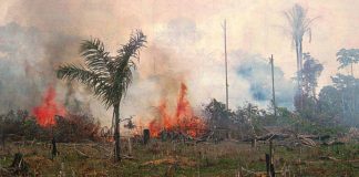 Globale storkonsern lover å jobbe mot avskoging