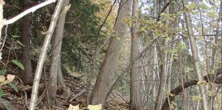 Bane Nor fikk kjempebot for ulovlig hogst