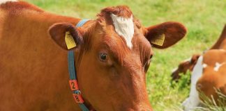 Nytt verktøy for norske bønder: Måling av klimagassutslipp pr liter produsert melk