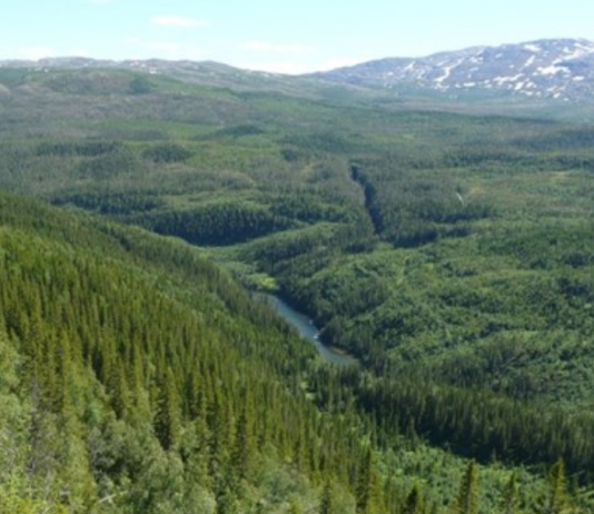 Unike skogområder i Nordland fikk vern