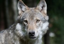 Kraftig økning i antall sau som ble tatt av ulv i fjor