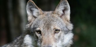 Lisensfellingen av ulv stanset av tingretten