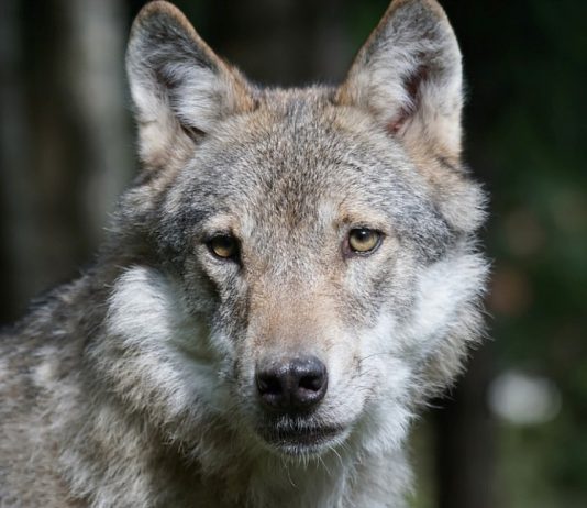 Enda et søksmål mot staten – WWF krever ny ulveforvaltning