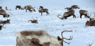 Nytt funn av skrantesjuke i Nordfjella