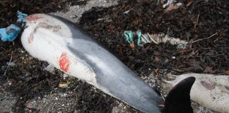 Plastsøppelet har sannsynligvis ført til delfinens død
