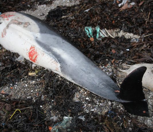 Plastsøppelet har sannsynligvis ført til delfinens død