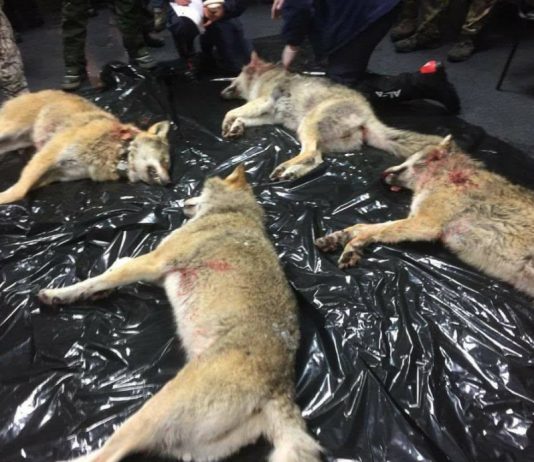 Redaktør vil ha Senterpartiet ut av rovviltnemndene: “Demokratisk underskudd”