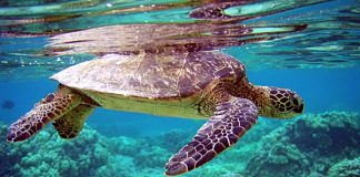 Havskilpadder får bare hunnavkom som følge av varmere klima