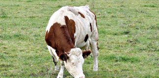 – Kua er ikke en del av løsningen