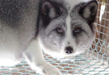 Pelsdyrbransjen i Norge skal avvikles