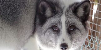 Pelsdyrbransjen i Norge skal avvikles