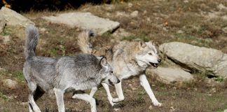 NOAH anmelder skytingen av Slettåsulvene