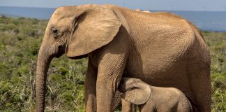 – En stor dag for elefantene