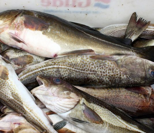 Kvikksølvinnholdet i Oslo-torsken øker – kan noe av årsaken være prosjekt “Ren Oslofjord”?