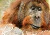We surveyed Borneo’s orangutans and found 100,000 had “disappeared”