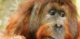 We surveyed Borneo’s orangutans and found 100,000 had “disappeared”