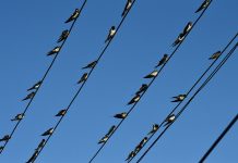 Den andre stille våren – fuglene dør