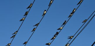 Den andre stille våren – fuglene dør