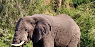 Nå skal også handel med gammelt elfenben forbys i Storbritannia