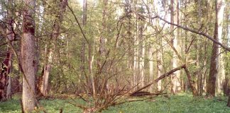 Poland: EU court orders a halt to logging in pristine forest