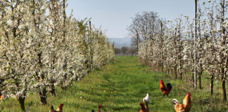 Jordbruket – Fra CO2-synder til reddende engel?