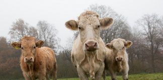 Stor undersøkelse: Kjøtt- og melkeforbruket ditt er langt mer miljøfiendtlig enn flyreisene dine