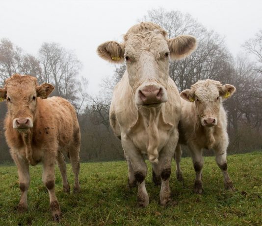 Stor undersøkelse: Kjøtt- og melkeforbruket ditt er langt mer miljøfiendtlig enn flyreisene dine