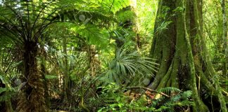 Miljøkamp på liv og død