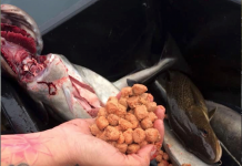 Fikk sei full av oppdrettsfór