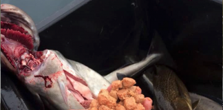 Fikk sei full av oppdrettsfór