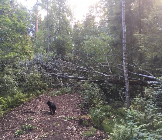 Miljøorganisasjonene stiller seg bak Fylkesmannen
