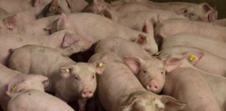 Flere griser enn spanjoler i Spania