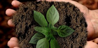 Vi må gjenvinne fosfor fra avløpsslam og biorest