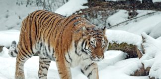 Håp for tigeren igjen – Nepal har nesten doblet sin bestand