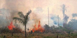 Bolsonaro – jungelens konge?