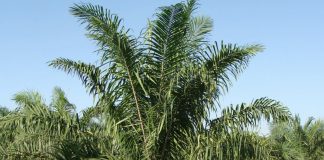 Faktisk: Det er ikke grunnlag for å si at palmeoljedrivstoff gir en positiv global klimaeffekt