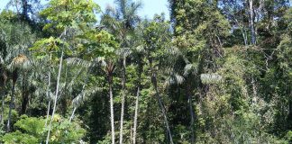 15 millioner hektar vernet Amazonas-regnskog i fare