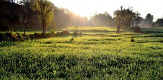Økodyrking er verre for klimaet, ifølge ny forskning