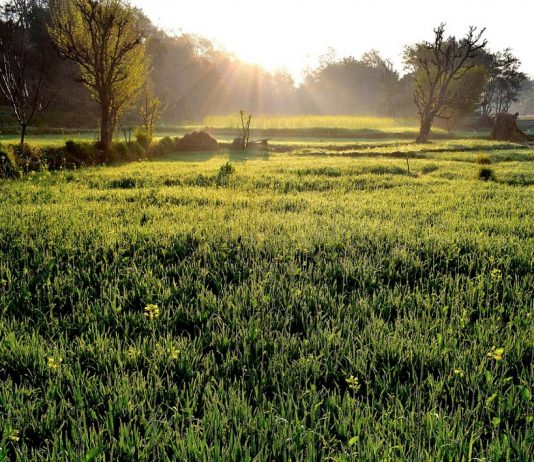 Økodyrking er verre for klimaet, ifølge ny forskning