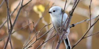 Du skal vel telle hagefugler i helgen? Er du heldig klarer du å se denne