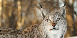 Gaupa er under bestandsmålet, men kvotejakt blir det