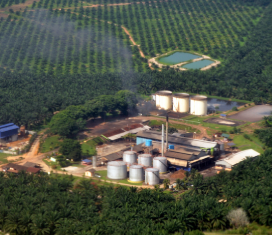 TU: Forbud mot biodrivstoff med palmeolje fra 2020