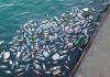 Avfall Norge skal lede internasjonalt prosjekt mot marin plastforsøpling