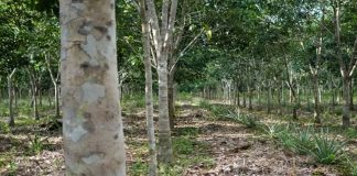 Norskstøttet grønt investeringsfond finansierer bærekraftig gummiproduksjon